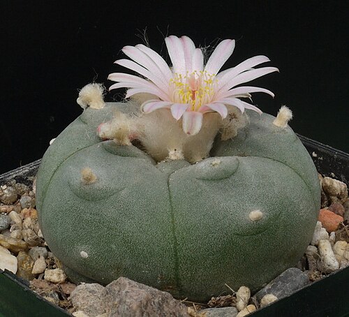 Peyote