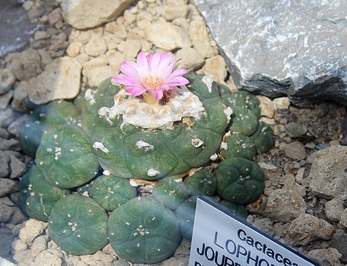 Peyote: Cactus Lophophora jourdaniana , Lophophora jourdaniana , The Botanical Gardens of Charles University , Prague , Czech Republic