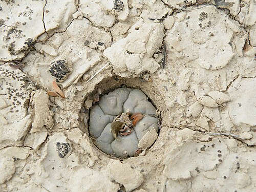 Peyote: On the way to Estacion Marte Position 14