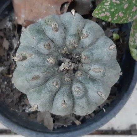 Peyote (Lophophora williamsii)