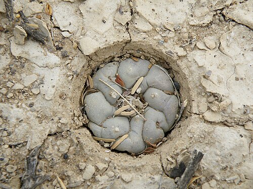 Peyote: On the Way to Estacion Marte Position 14