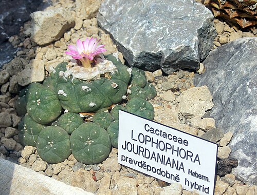 Peyote: Cactus Lophophora jourdaniana , Lophophora jourdaniana , The Botanical Gardens of Charles University , Prague , Czech Republic
