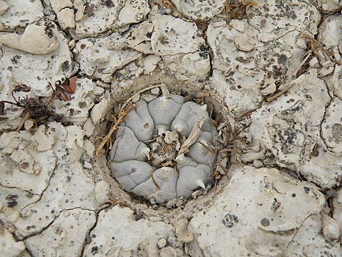 Peyote: On the Way to Estacion Marte Position 14