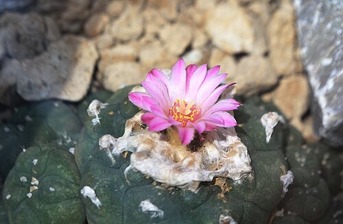 Peyote: Cactus Lophophora jourdaniana , Lophophora jourdaniana , The Botanical Gardens of Charles University , Prague , Czech Republic