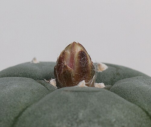 Peyote: Lophophora jourdaniana
