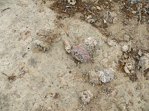 Peyote: On the way to estacion Marte Position 14