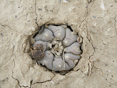 Peyote: On the Way to Estacion Marte Position 14