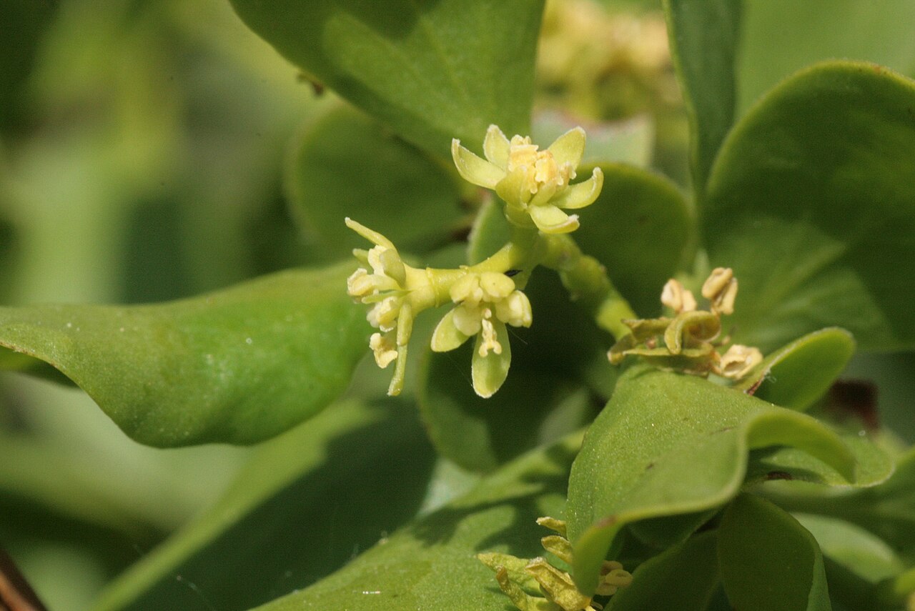 Loranthus europaeus: Loranthus europaeus - flos