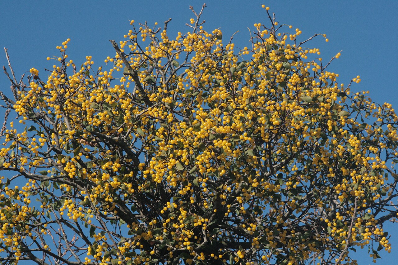 Loranthus europaeus: Loranthus europaeus - fructus