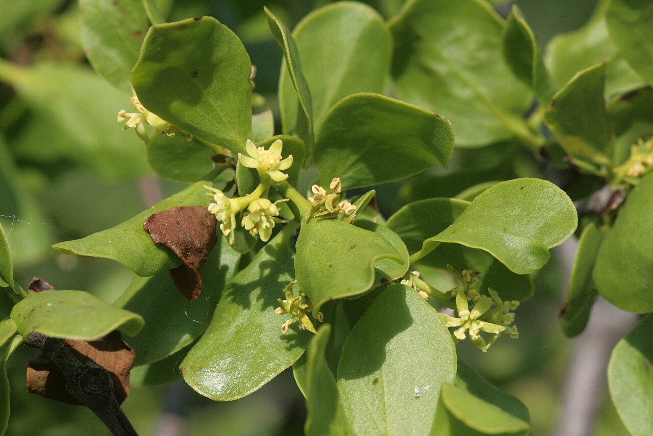 Loranthus europaeus: Loranthus europaeus