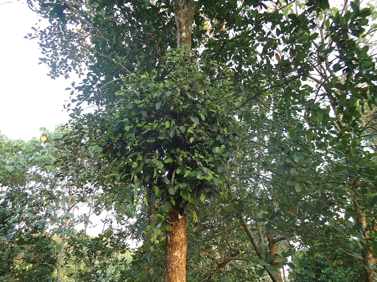 Loranthus europaeus: Loranthus_europaeus_on_Tree