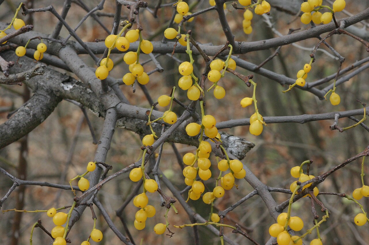 Loranthus europaeus: Loranthus europaeus