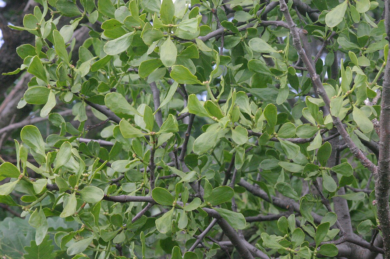 Loranthus europaeus: Loranthus europaeus