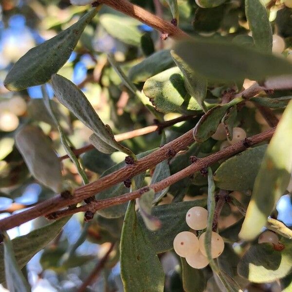 Loranthus grewingkii (Loranthus grewingkii)