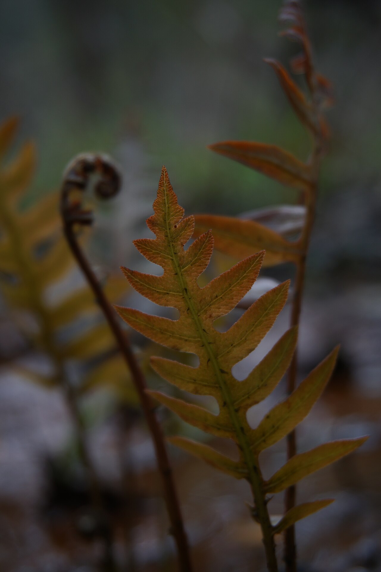 Netted chainfern: Netted Chain Fern Woodwardia areolata , St. Mary's County, Maryland, USA