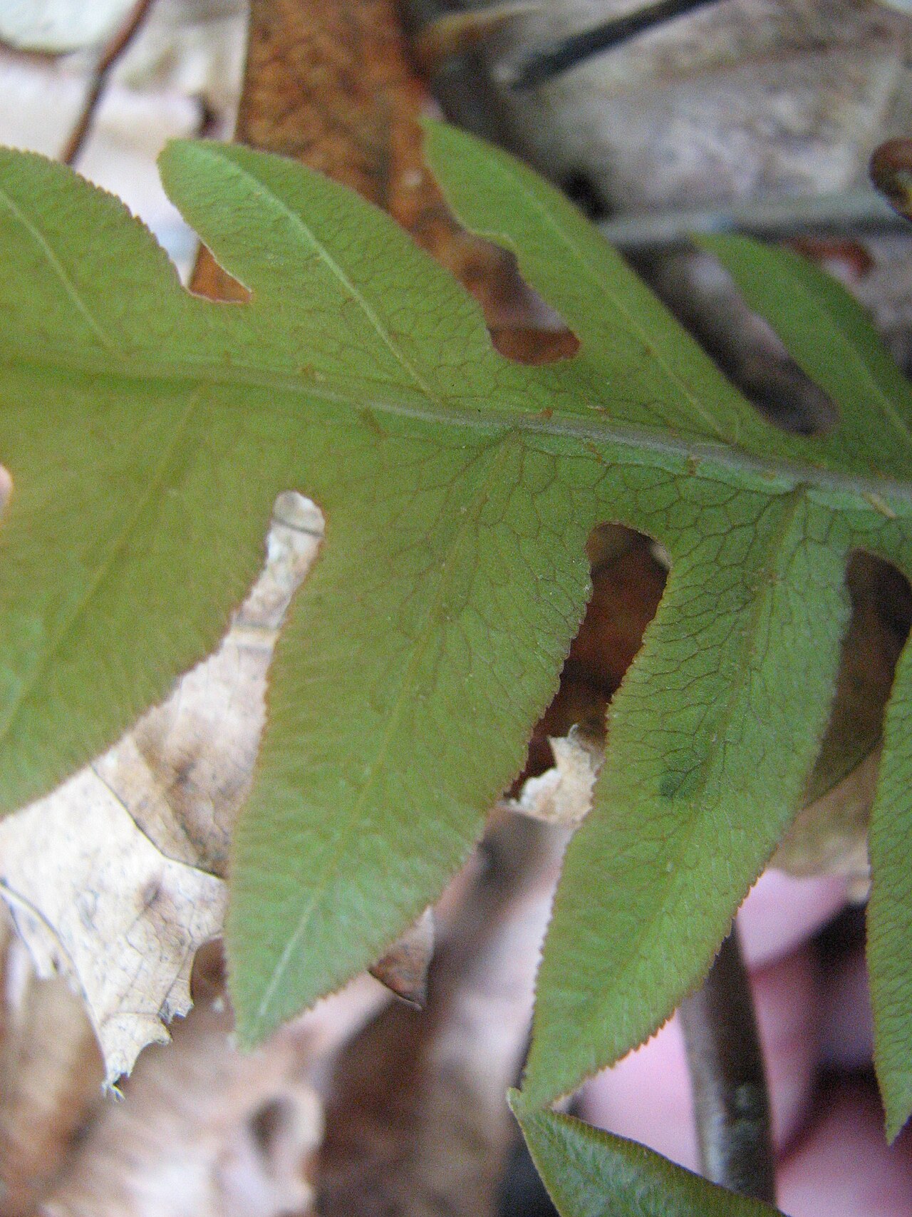 Netted chainfern: Close-up of Woodwardia areolata , showing netted veins, at Northern Community Park, Bordentown, New Jersey , USA. Taken during a Philadelphia Botanical Club tri