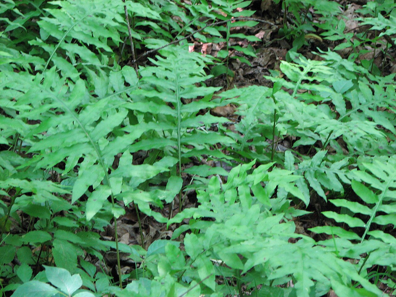 Netted chainfern: Woodwardia areolata near Bristol, Pennsylvania .