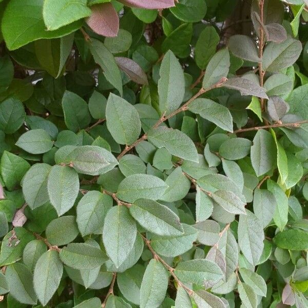 Chinese fringe flower (Loropetalum chinense)