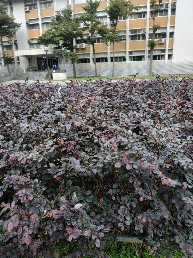 Chinese fringe flower (Loropetalum chinense)