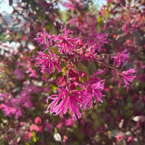 Chinese fringe flower (Loropetalum chinense)