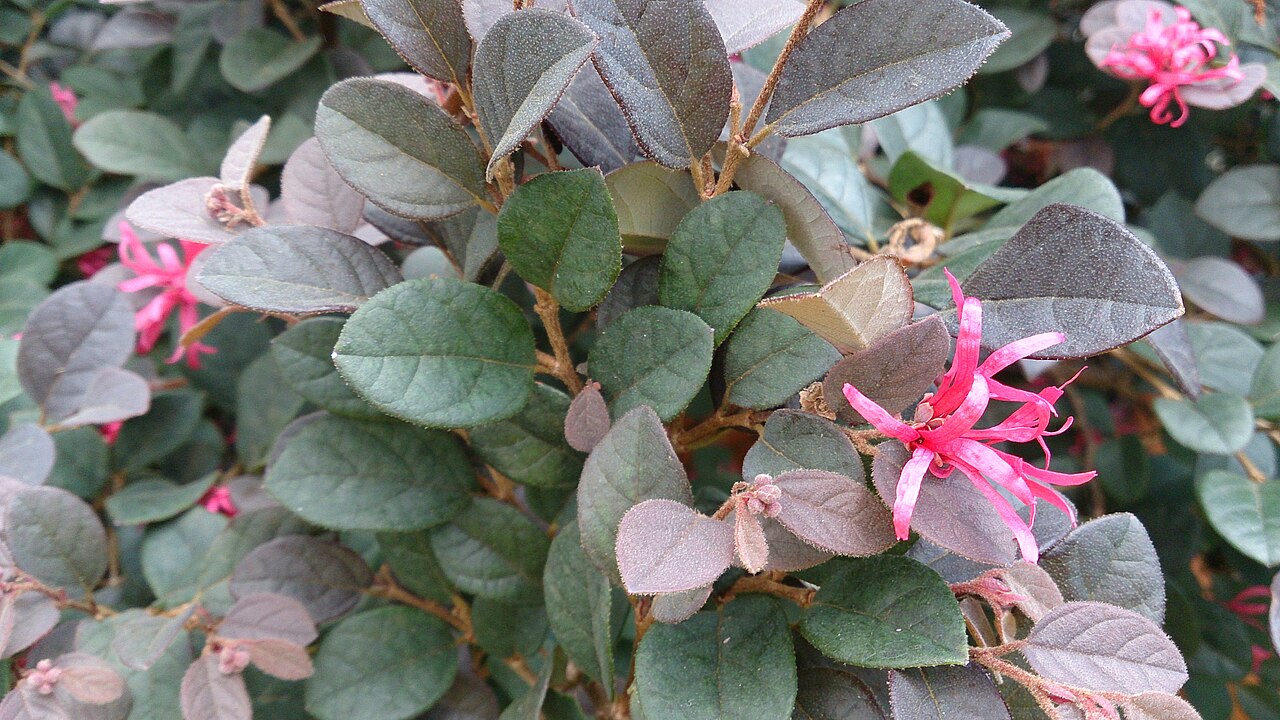 Chinese fringe flower: Loropetalum chinensis. Common name: Chinese Fringe Flower. 红花檵木 hong hua jì mù