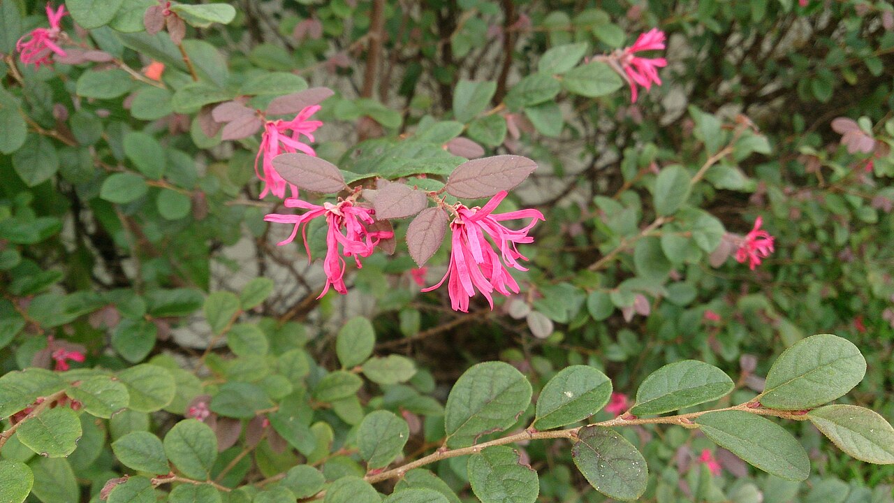 Chinese fringe flower: Loropetalum chinensis. Common name: Chinese Fringe Flower. 红花檵木 hong hua jì mù