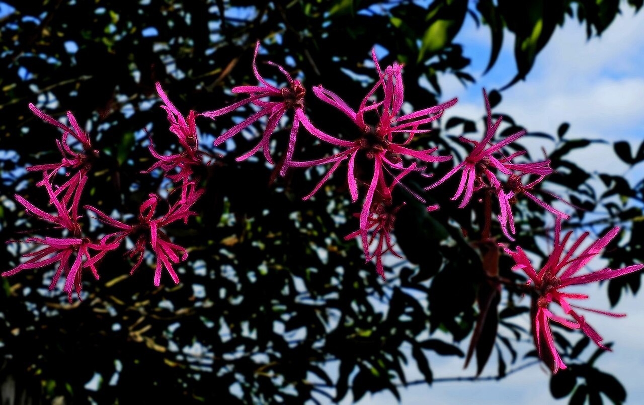 Chinese fringe flower: Chinese fringe flower -- Loropetalum
