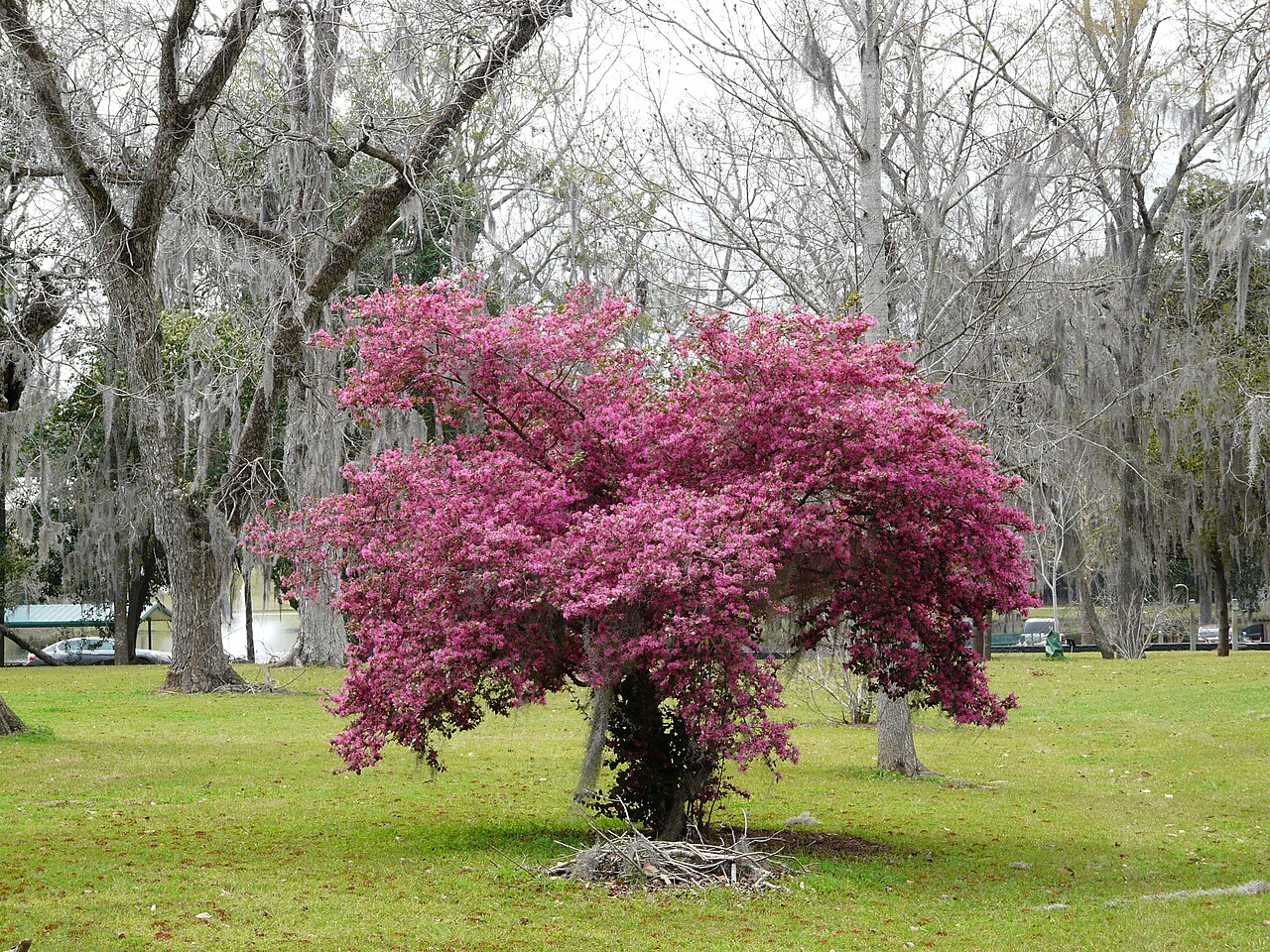 Chinese fringe flower: Loropetalum chinense in full bloom at Cherokee Lake Park in Thomasville, Georgia .