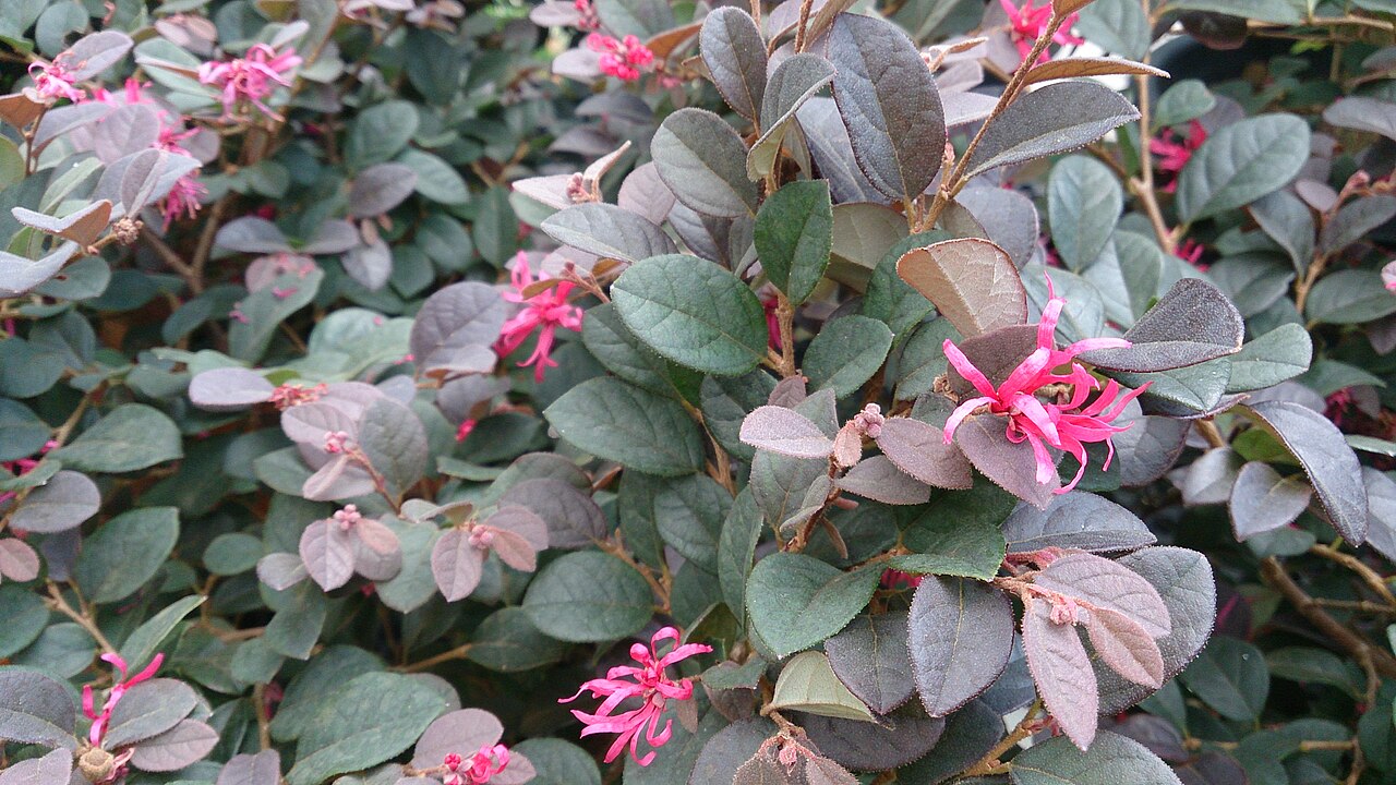 Chinese fringe flower: Loropetalum chinensis. Common name: Chinese Fringe Flower