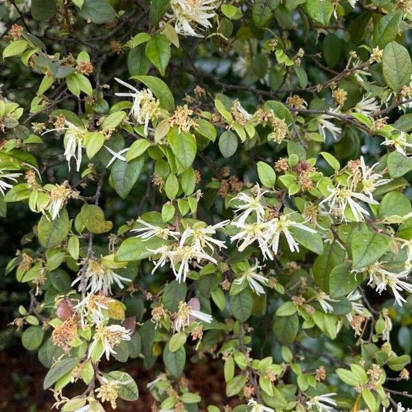 Chinese fringe flower (Loropetalum chinense)