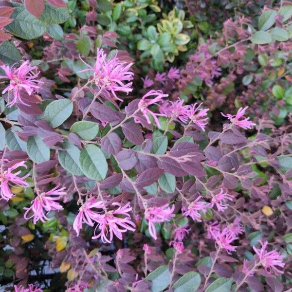 Chinese fringe flower (Loropetalum chinense)