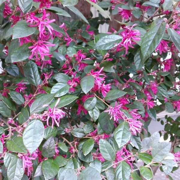 Chinese fringe flower (Loropetalum chinense)