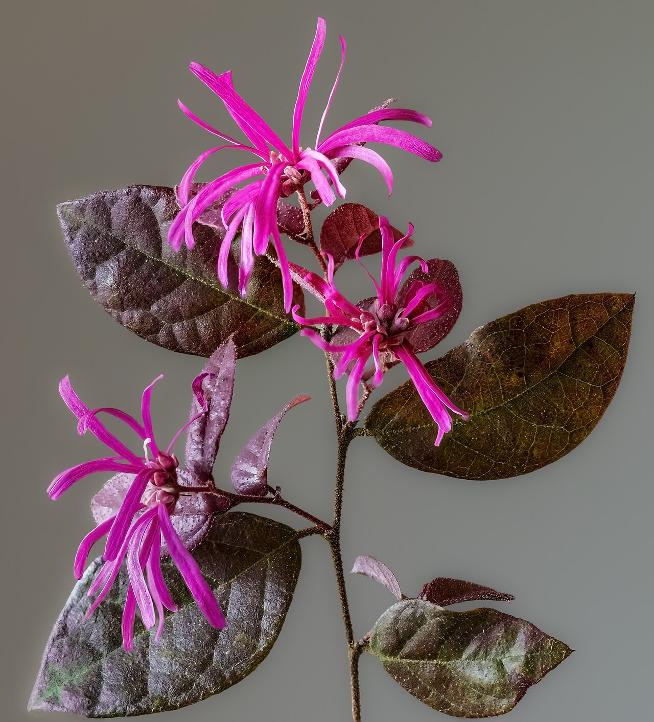 Chinese fringe flower: Flowers and leaves