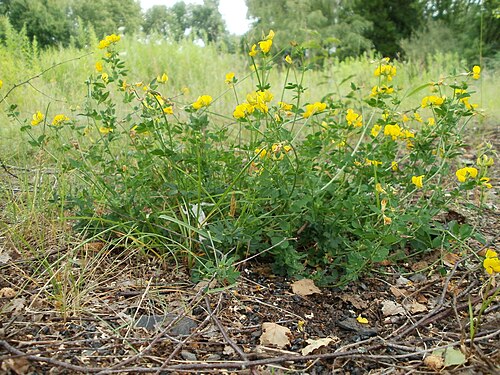 Common bird's-foot-trefoil: Tierfriedhof