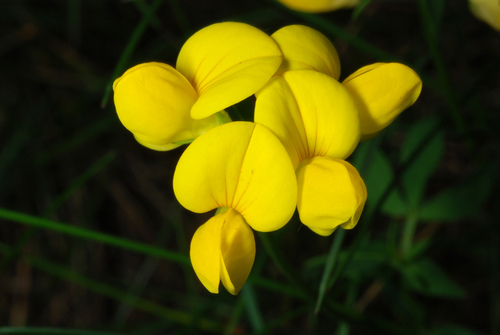 Common bird's-foot-trefoil (Lotus corniculatus)