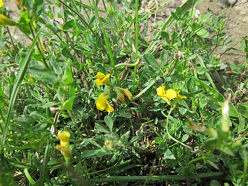 Common bird's-foot-trefoil: Gewöhnlicher Hornklee (Lotus corniculatus) auf der Ketscher Rheininsel