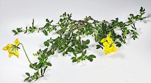 Common bird's-foot-trefoil: Lotus corniculatus (common bird's-foot trefoil) - Plant habit
