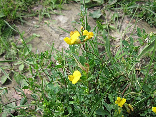 Common bird's-foot-trefoil: Gewöhnlicher Hornklee ( Lotus corniculatus ) auf der Ketscher Rheininsel