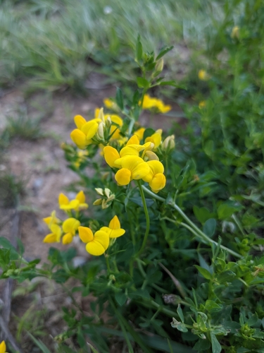Common bird's-foot-trefoil (Lotus corniculatus)