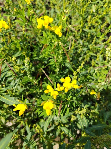 Common bird's-foot-trefoil (Lotus corniculatus)