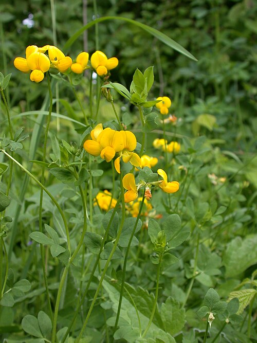 Common bird's-foot-trefoil: Lotus corniculatus Chauvoncourt (Meuse), France
