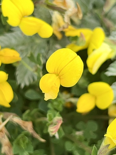 Common bird's-foot-trefoil (Lotus corniculatus)