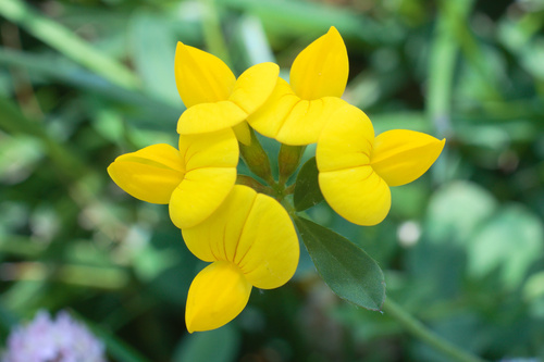 Common bird's-foot-trefoil (Lotus corniculatus)