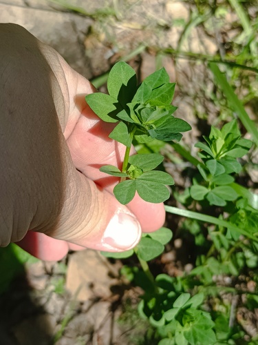 Common bird's-foot-trefoil (Lotus corniculatus)