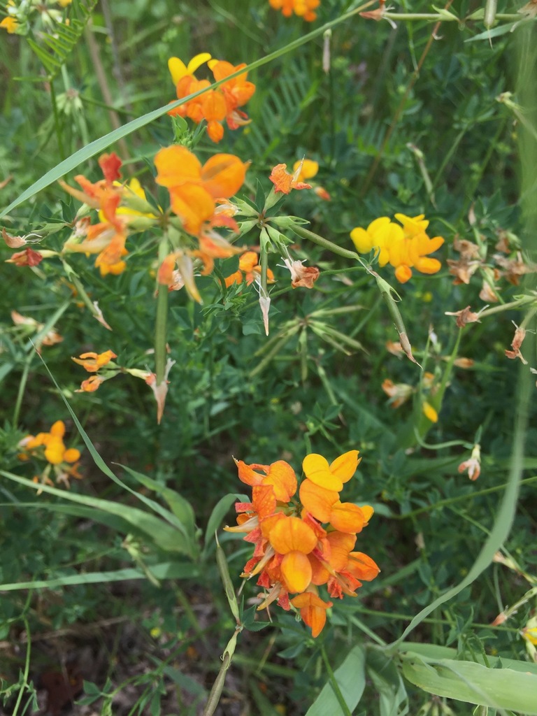 Common bird's-foot-trefoil (Lotus corniculatus)