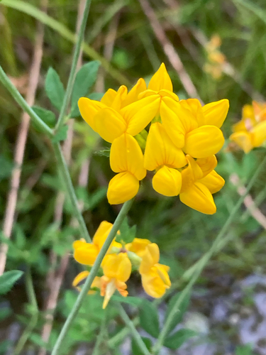 Greater bird's-foot-trefoil (Lotus pedunculatus)