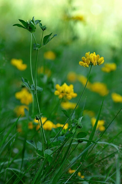 Greater bird's-foot-trefoil: This image shows one Lotus pedunculatus plant.