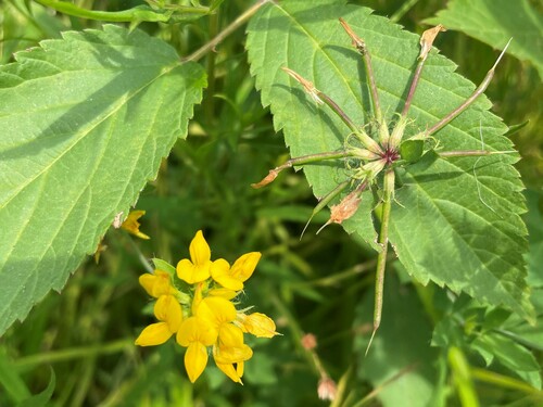 Greater bird's-foot-trefoil (Lotus pedunculatus)