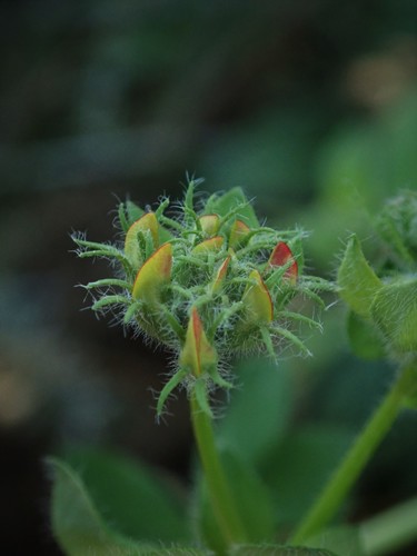 Greater bird's-foot-trefoil (Lotus pedunculatus)