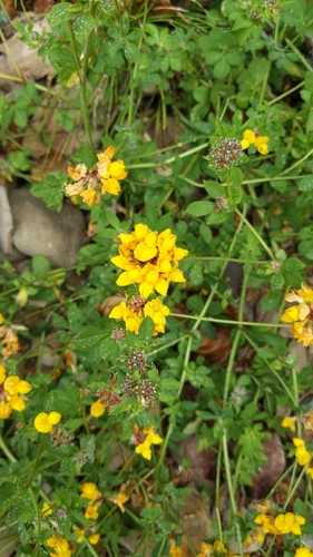 Greater bird's-foot-trefoil (Lotus pedunculatus)